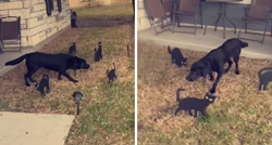 Deset milijuna pregleda: Pas se "smrznuo" kad je u dvorištu vidio dekorativne mačke