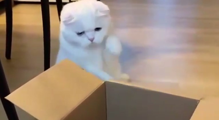 Ono što je mačka napravila s kutijom oduševilo je internet: "One se baš zabavljaju"