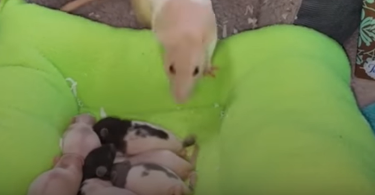 Mama štakorica i njezine bebe imaju najslađi ritual prije spavanja