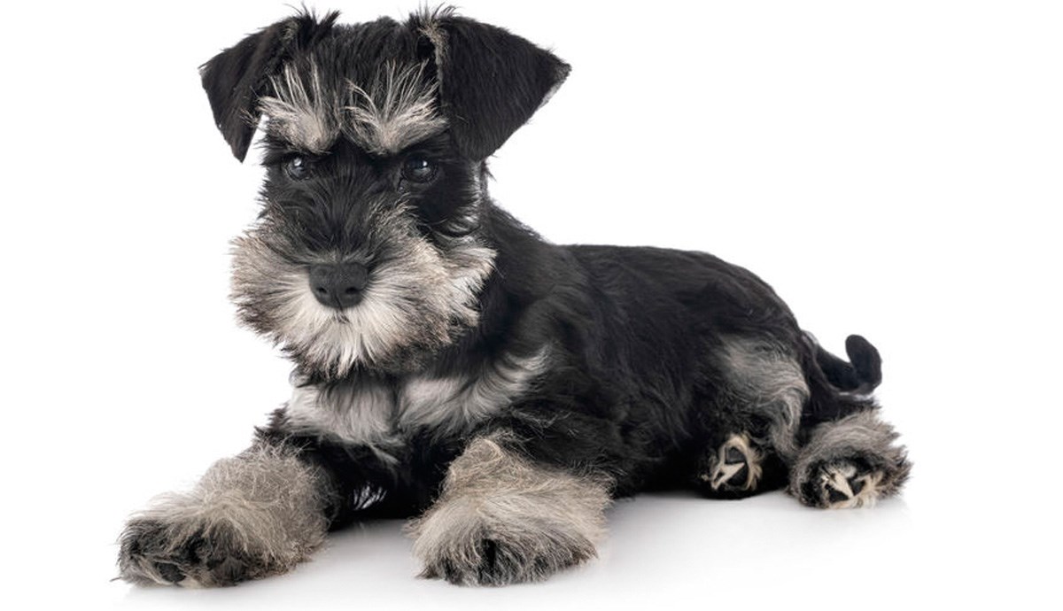 Patuljasti šnaucer: Veliki pas zarobljen u malom tijelu!