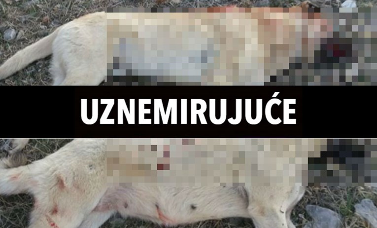 Mladić u Dalmaciji brutalno ubio pse, slike su strašne