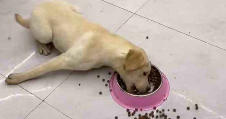 Ovaj labrador se toliko uzbudi kad vidi hranu da napravi nevjerojatan nered