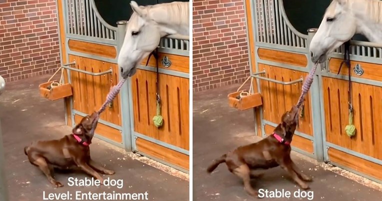 Pas obožava ići u staju i igrati se s konjem, simpatičan video pogledali milijuni