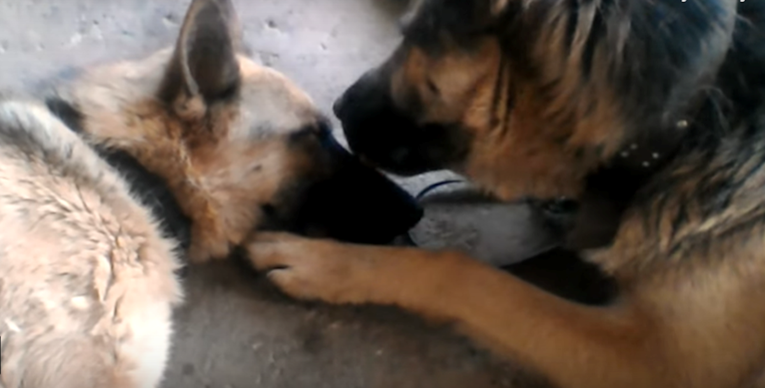 Kujica okotila 12 štenaca i potpuno se iscrpila, tata pas došao joj biti podrška