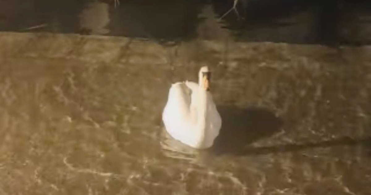 VIDEO Jako jugo popraćeno kišom poplavilo Šibenik. Labud plivao po cesti