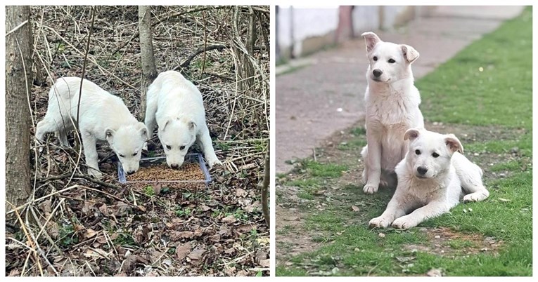 Ova dva prekrasna psića pronađena su napuštena u šumi. Sada traže svoj zauvijek dom