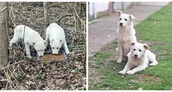 Ova dva prekrasna psića pronađena su napuštena u šumi. Sada traže svoj zauvijek dom
