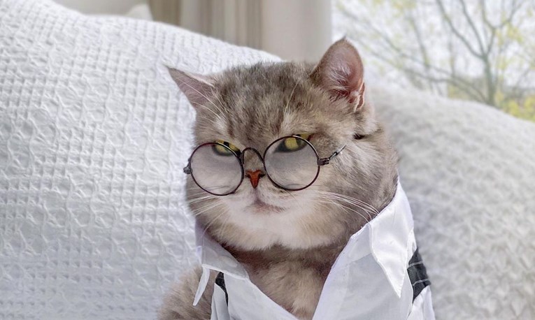 Mačak Benson je jedan od najpopularnijih ljubimaca na Instagramu, jasno je zašto