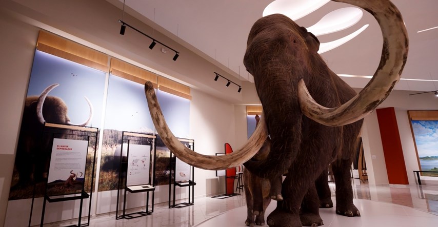 Ogromna mesna okruglica izumrlog mamuta predstavljena u Nizozemskoj