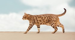 Savannah mačka: Zanimljivosti o "najskupljoj mački na svijetu"