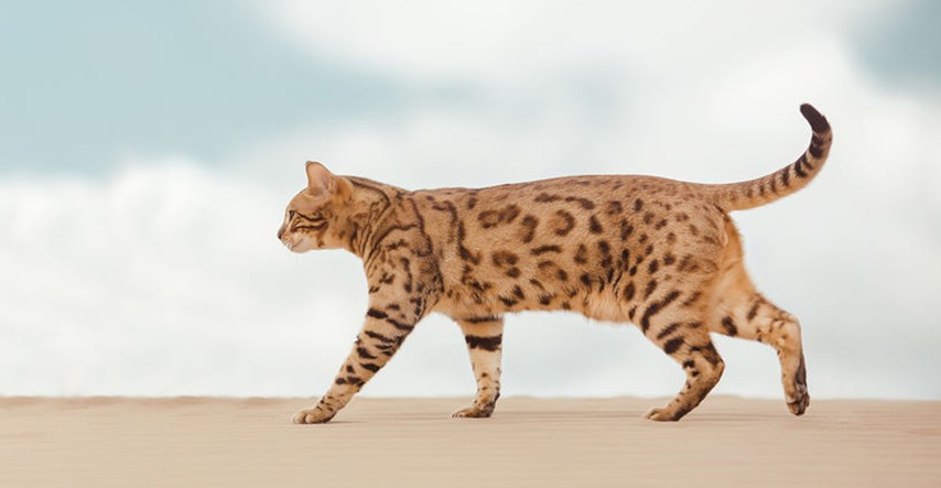 Savannah mačka: Zanimljivosti o "najskupljoj mački na svijetu"