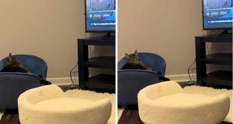 Mačak je opsjednut gledanjem "mačjeg TV-a". Pogledajte reakciju na pauziranje emisije