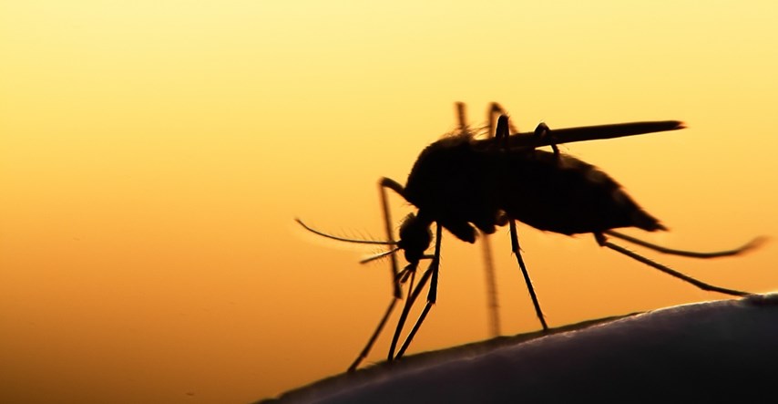 U SAD-u se pojavila smrtonosna bolest koju prenose komarci