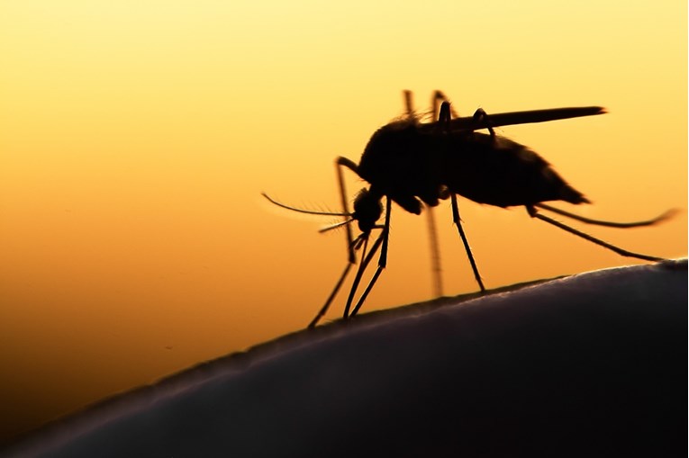 U SAD-u se pojavila smrtonosna bolest koju prenose komarci