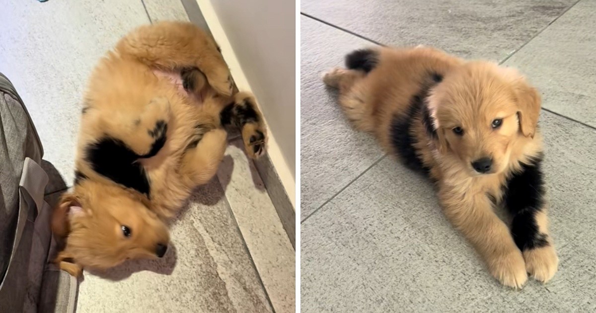 "Keksić": Zlatni retriver neobičnog krzna osvojio internet