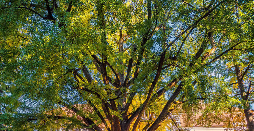 Hrvatsko stablo je finalist za europsko drvo godine, evo gdje se nalazi