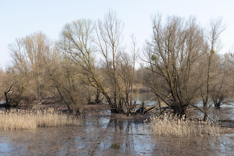 Park prirode Kopački rit: Zbog dalekovoda umiru milijuni ptica