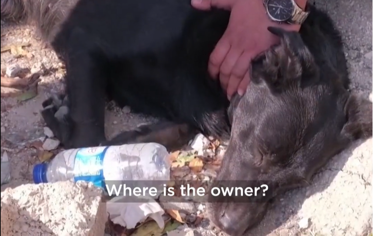 Pas danima čeka da izvuku njegovu vlasnicu iz ruševina u Turskoj