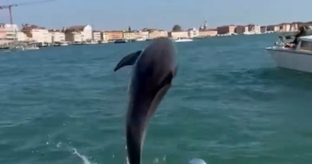 Pokrenuta akcija spašavanja dupina koji živi u Veneciji. "On uopće nema straha"
