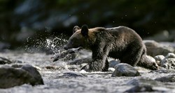 Mladunci medvjeda masovno umiru u Japanu. Znanstvenici krive klimatske promjene