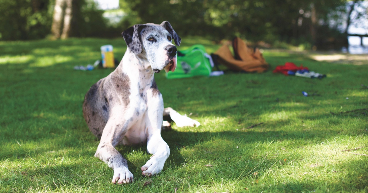Tražite mirnog psa? Veterinari preporučuju ovih sedam pasmina