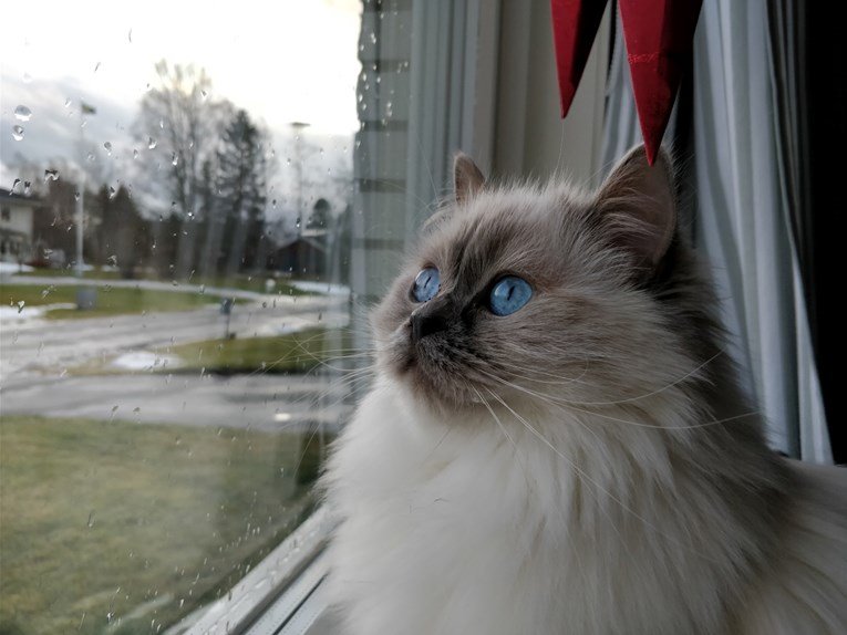 Kako život u zatvorenom prostoru utječe na mačke?