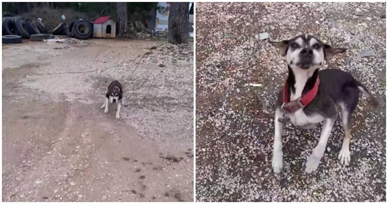 Ovaj pas je 12 godina živio na lancu usred Zadra. Nitko mu nije pomogao, do sada...
