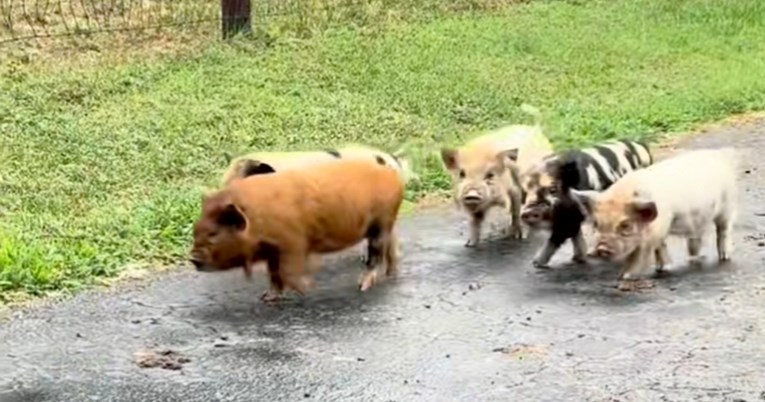 Farmer uhvatio preslatku bandu praščića dok su pokušavali pobjeći, pogledajte ih
