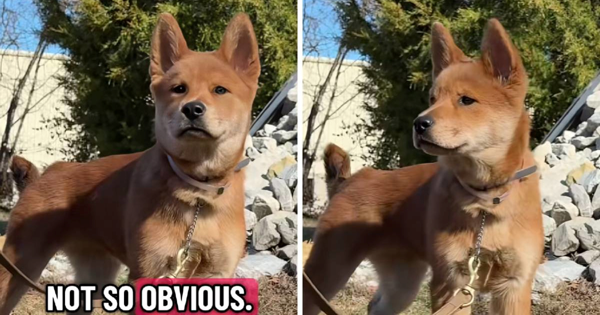 Trener izazvao ljude da pogode od kojih je dviju pasmina ova mješanka, namučili su se