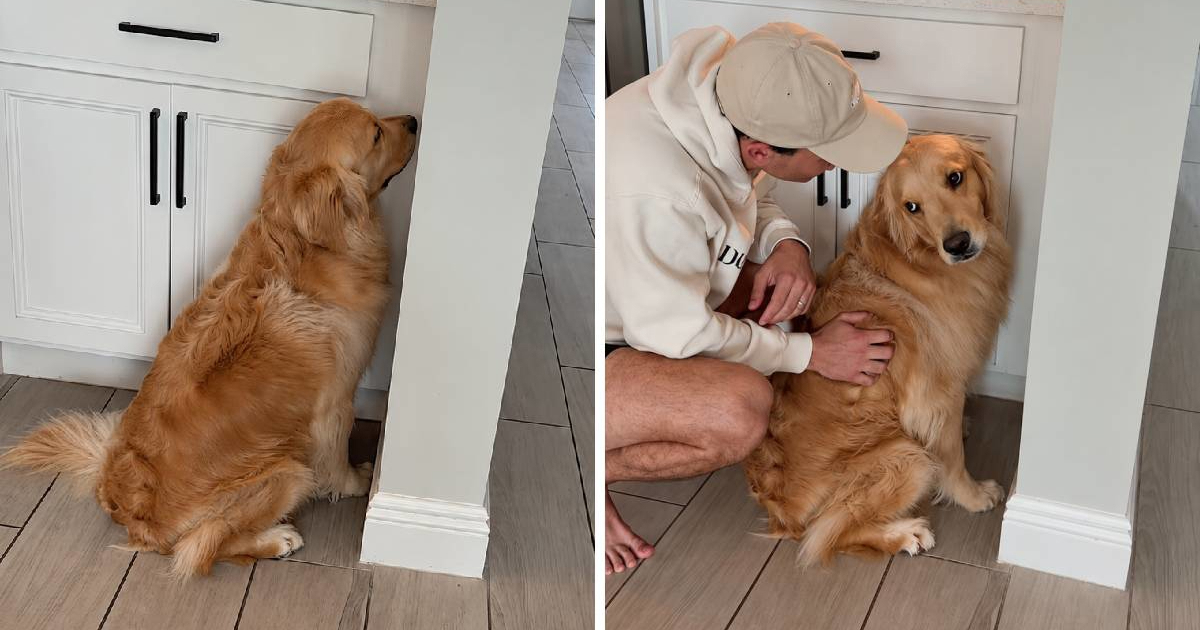Zlatni retriver "uvrijedio se" nakon komentara veterinara, snimka je hit
