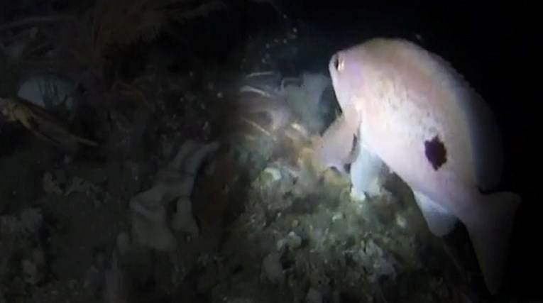 U tasmanijskim vodama viđena riba koja perajama može hodati po dnu mora