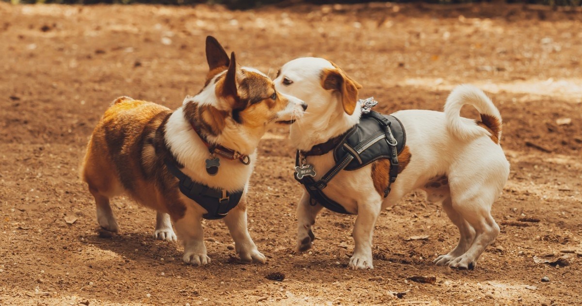 Pet razloga zašto sa psom ne biste trebali ići u park za pse