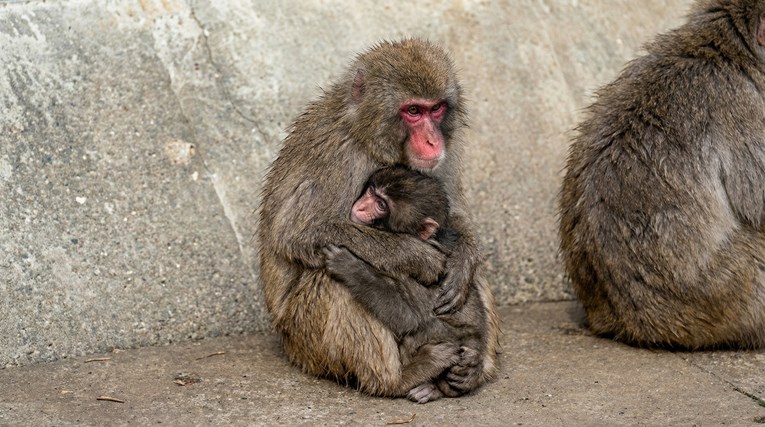 Odrasli majmun ispunio želju milijuna diljem svijeta i snažno zagrlio Puncha