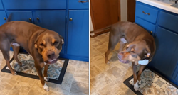 Pet milijuna pregleda: Ovaj pas ima urnebesan izraz lica kada nešto skrivi