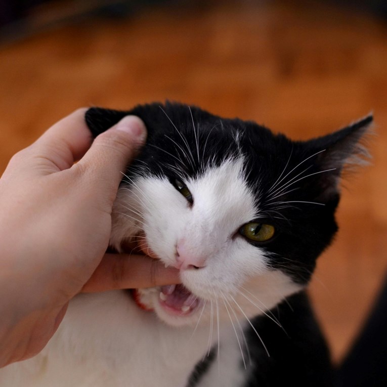 Zašto mačke grizu i kako ih zaustaviti?