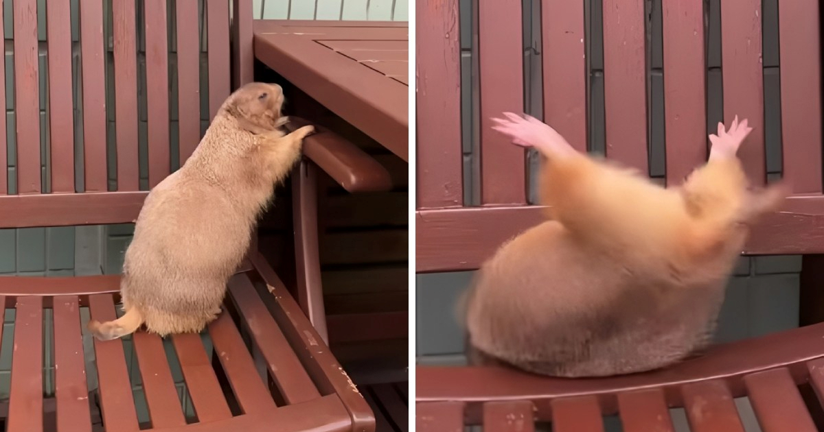 2,5 milijuna lajkova: Neuspjeli skok prerijskog psa postao je internetski hit