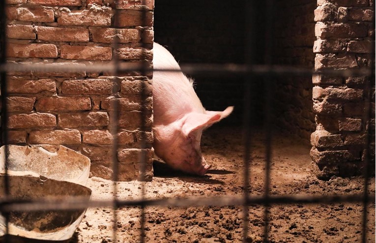 Stožer za obranu hrvatskog sela: Mi želimo da se prekine s eutanazijom zdravih svinja