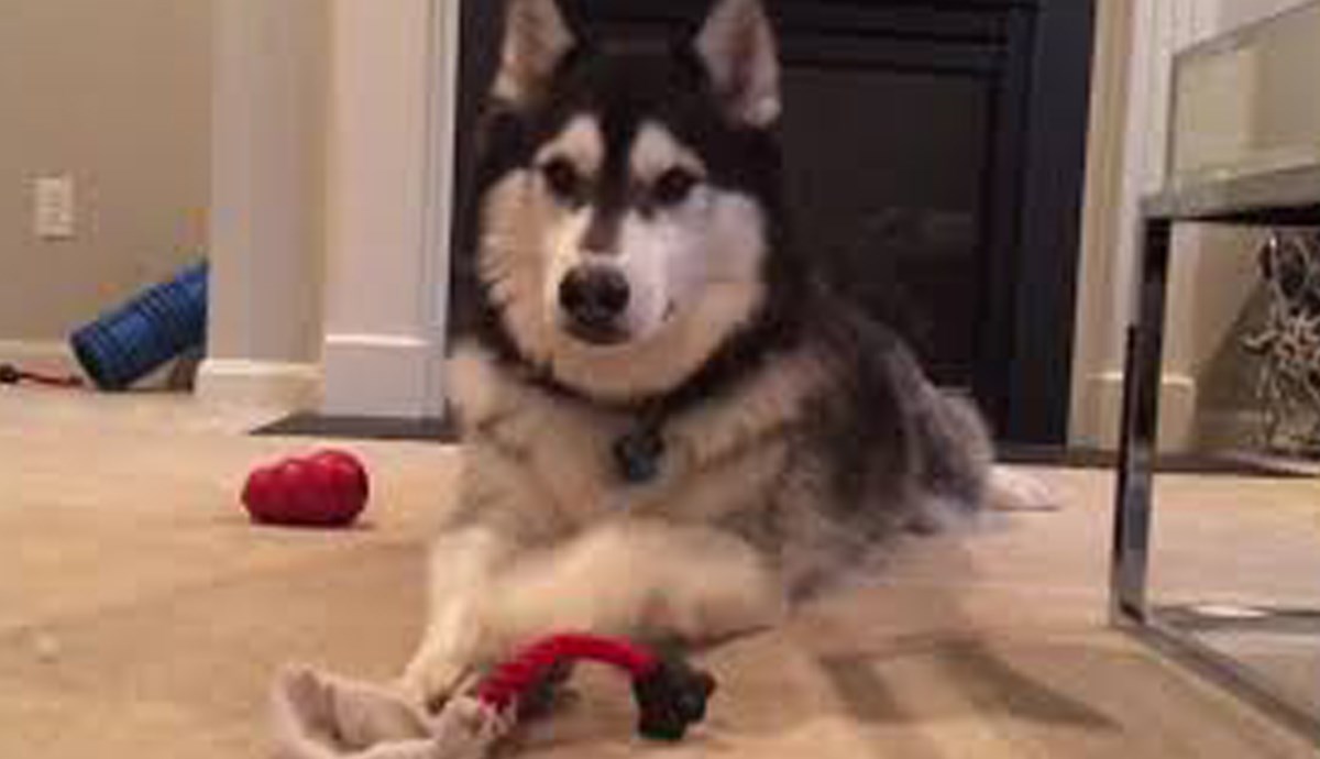 Preslatki haski se naljutio na svog vlasnika i ima dobar razlog za to