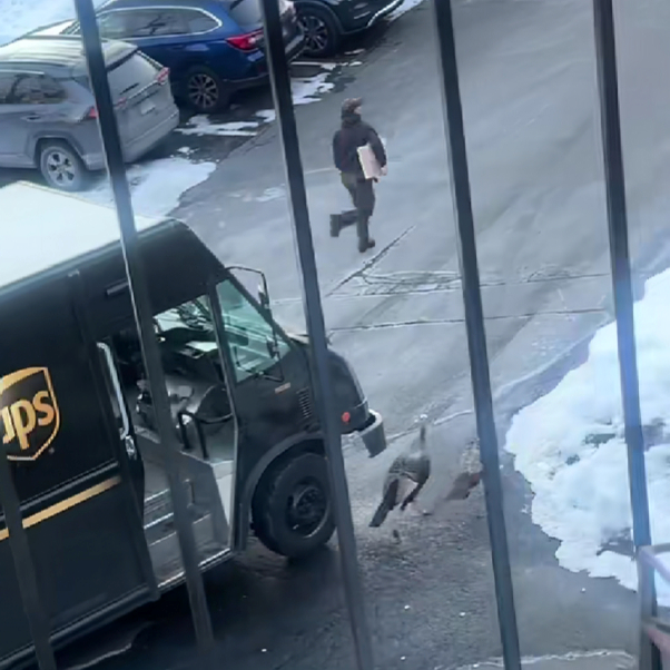 "Mislila sam da se netko tuče": Žena snimila dostavljača u "borbi" s puranima 😁