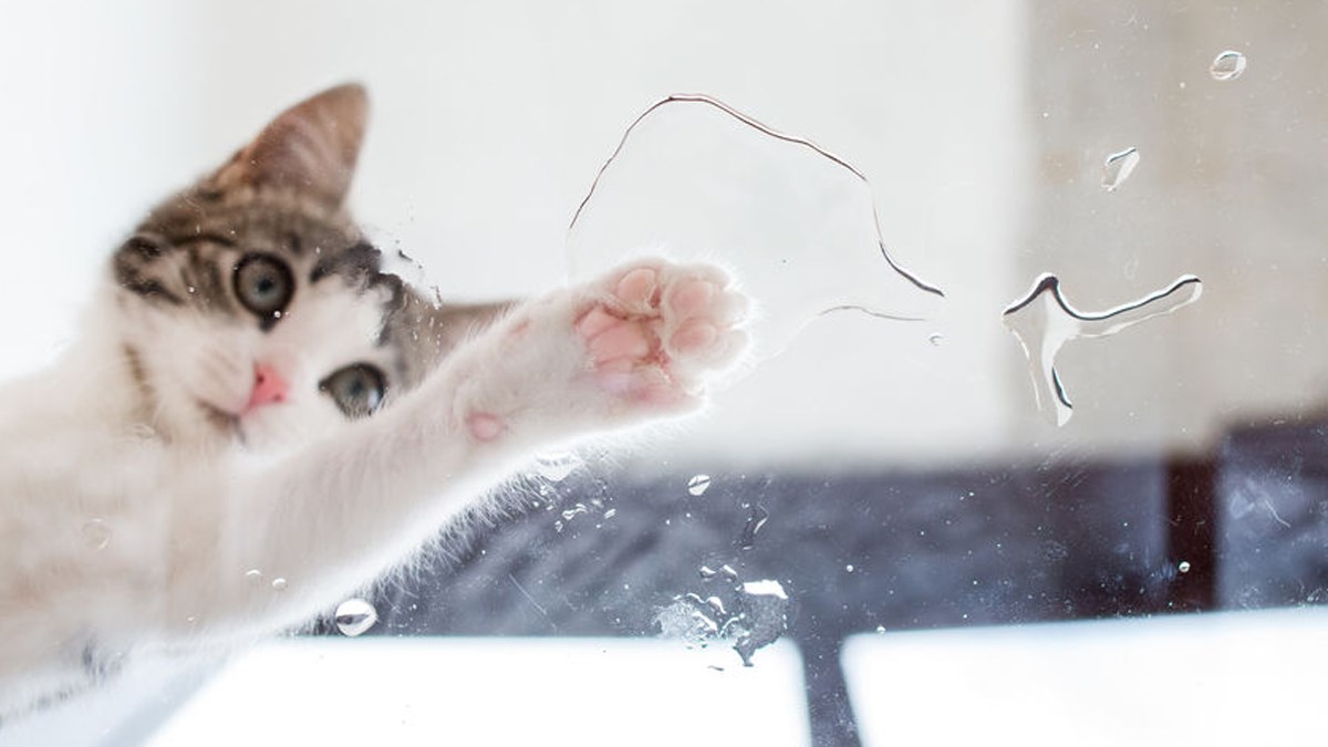 Saznajte zašto većina domaćih mačaka ima bijele šape
