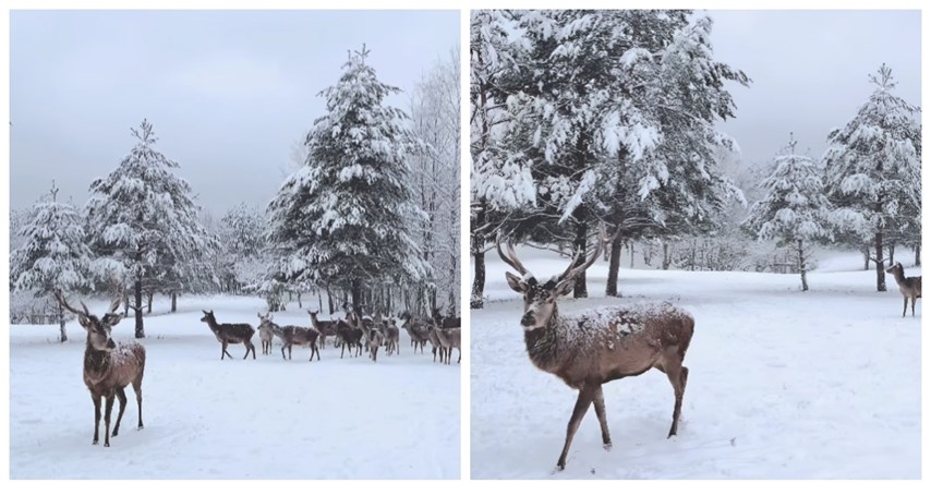 VIDEO Dolinu jelena prekrio je snijeg, pogledajte bajkovite prizore