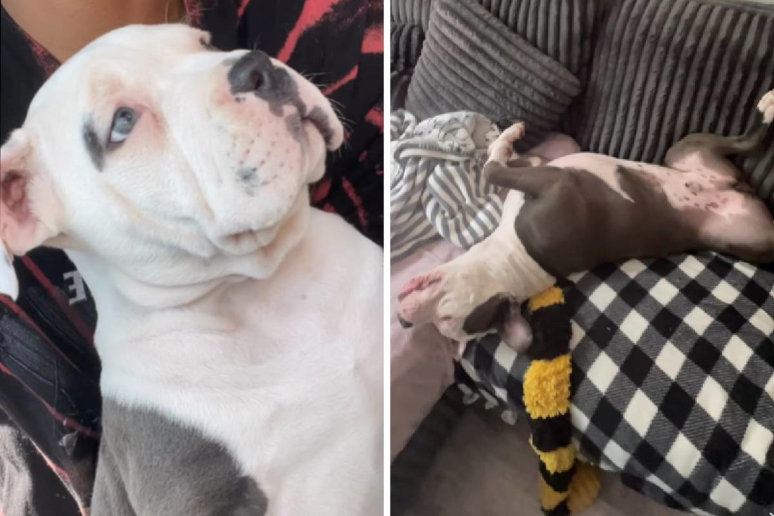 Mislio da kupuje "malog" pit bulla, a sada njegov pas ima 45 kg. Internet ga sprda 😅