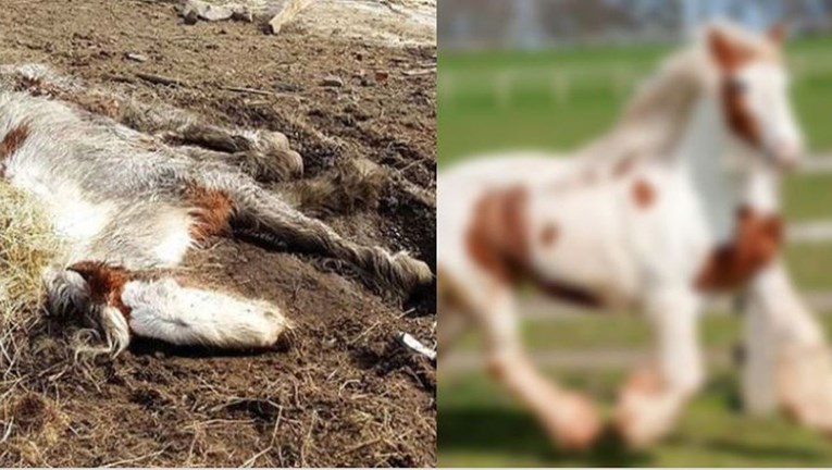 Konja su našli zanemarenog i na rubu smrti, danas izgleda sasvim drugačije