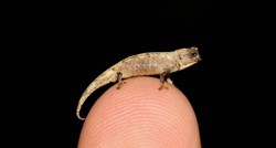 Otkrivena nova vrsta kameleona, toliko su mali da stanu na vrh prsta