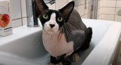 Ovo je najčudniji mačak na svijetu, on obožava vodu i kupanje
