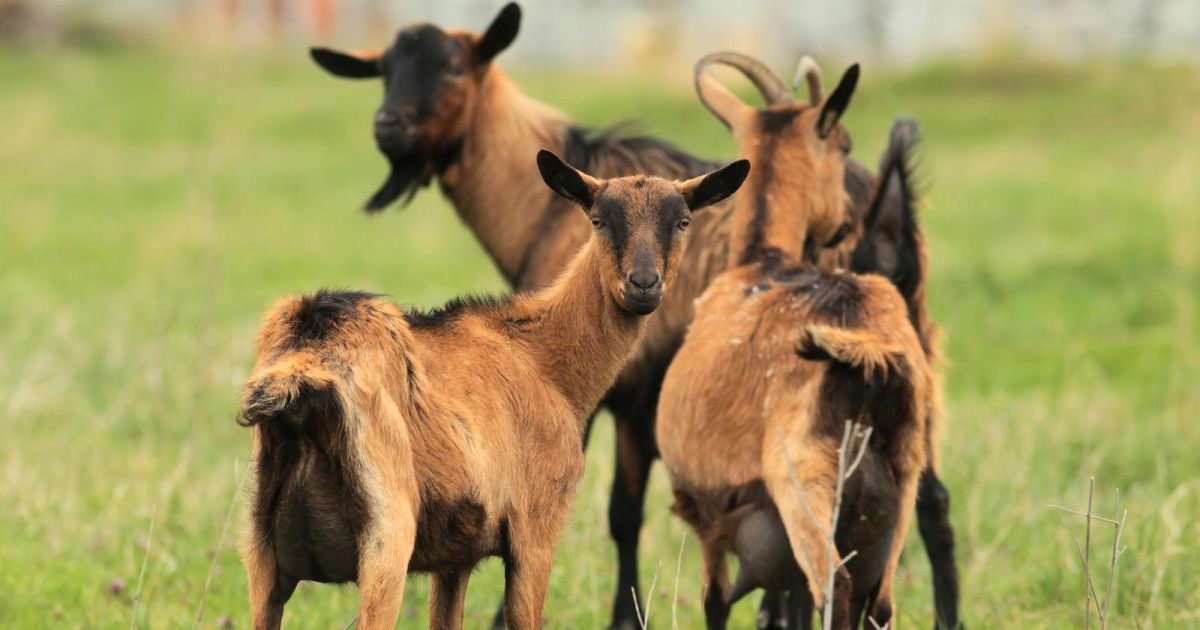 Udruga traži naknadu za proizvođače mlijeka zbog kuge malih preživača