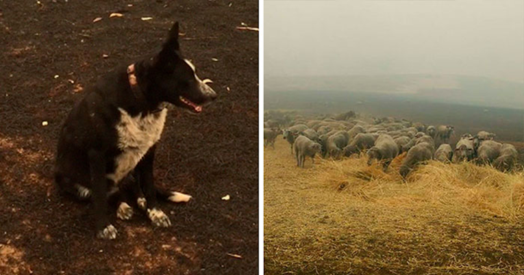 AUSTRALIJA Hrabra kujica od požara spasila stado ovaca i cijelo imanje