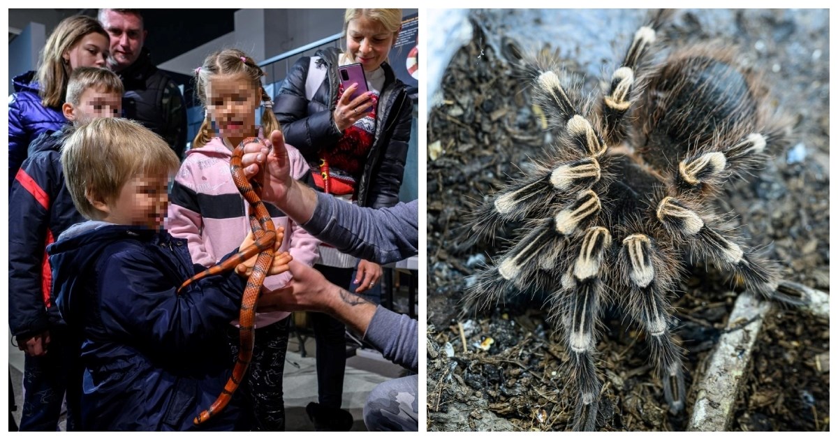 Na izložbi zmija i paukova u Zagrebu može se vidjeti i najotrovnija zmija na svijetu 