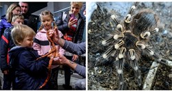 Na izložbi zmija i paukova u Zagrebu može se vidjeti i najotrovnija zmija na svijetu