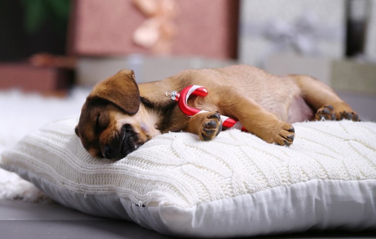 Sanja li vaš pas i trebate li ga buditi dok sanja?
